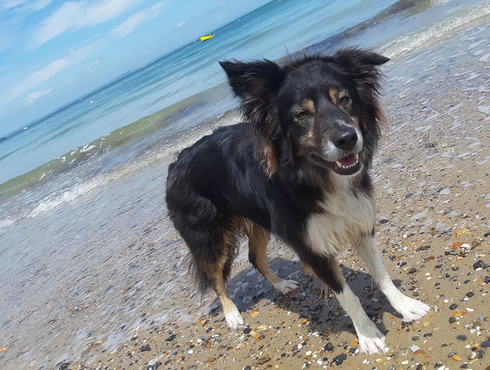 Information about taking your pet to the European Union and the Animal